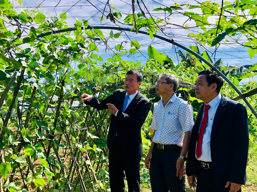 Đoàn tham quan mô hình trồng rau hữu cơ của các hội viên tại HTX Hoà Phong (Ảnh Thanh Lịch).