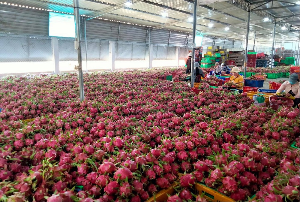 HTX thanh long Hòa Lệ thu mua, sơ chế, chế biến thanh long để mở rộng đầu ra cho người dân, thành viên.