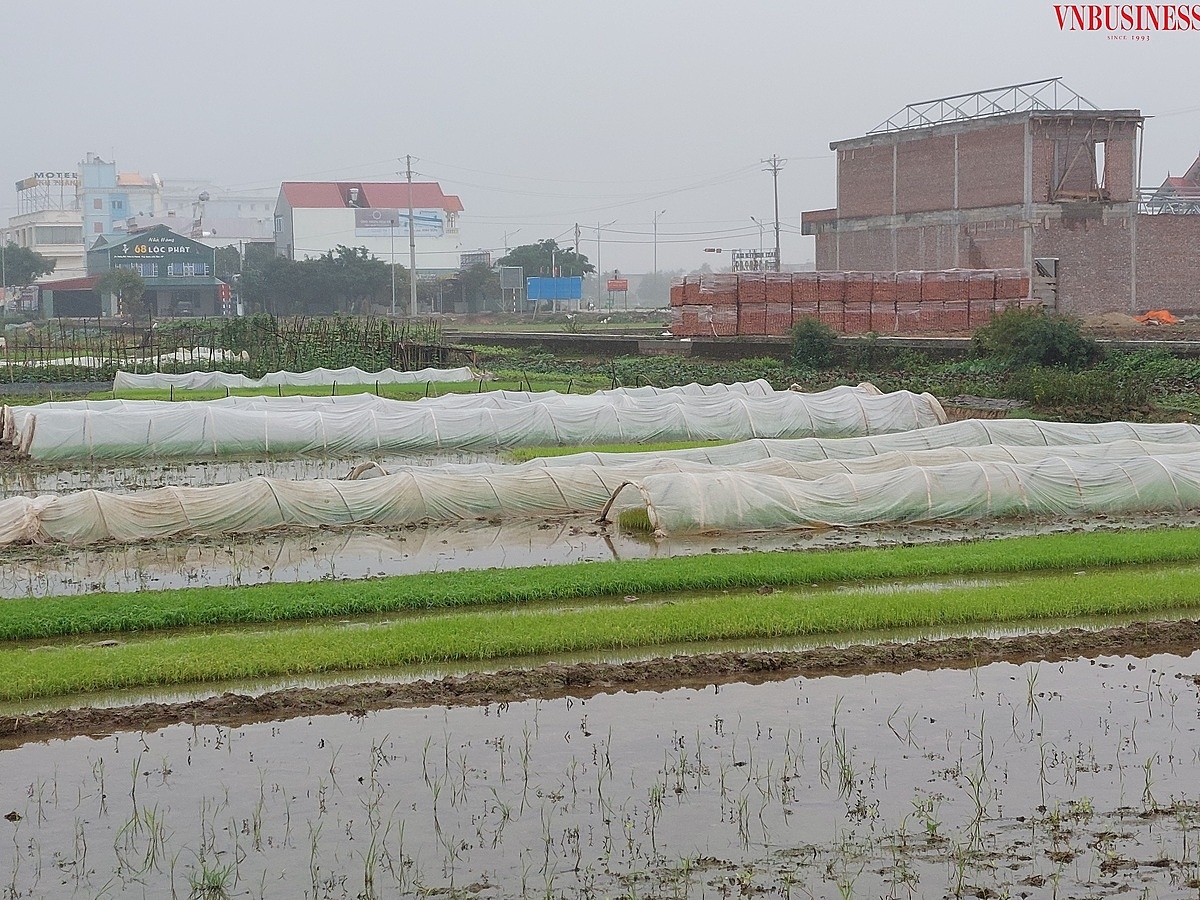 Phần diện tích mạ cấy sau luôn được bà con che nilon, bảo quản cẩn thận.