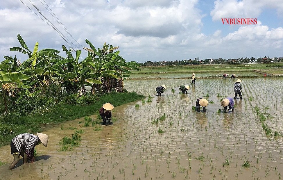 Nông dân, thành viên HTX nông nghiệp tại xã Liên Am, huyện Vĩnh Bảo đã xuống đồng từ rất sớm.