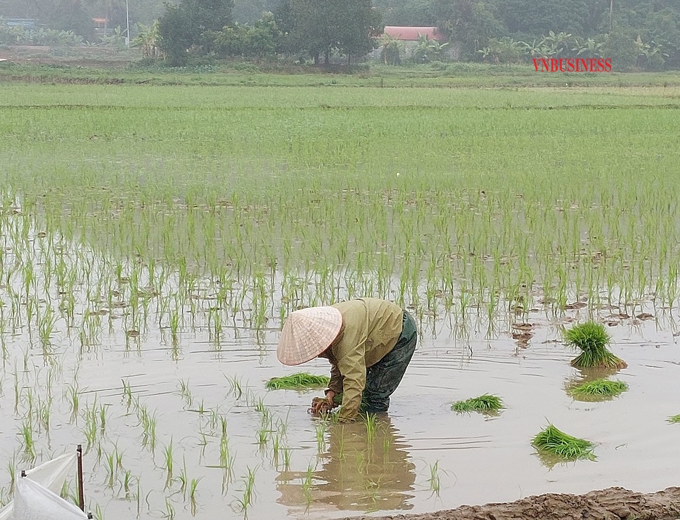 Năm nay, lập xuân vào mùng 4 Tết nên bà con xuống đồng sớm.