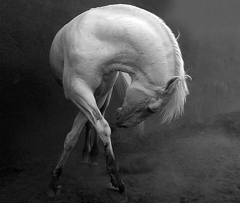 Con ngựa trắng oai phong cúi đầu trước máy ảnh của tác giả Haider Khan Ấn Độ.