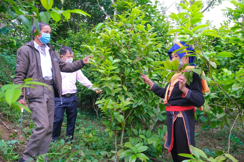 Không chỉ tập trung xuất khẩu gỗ mà cần phát triển các loại cây dược liệu.