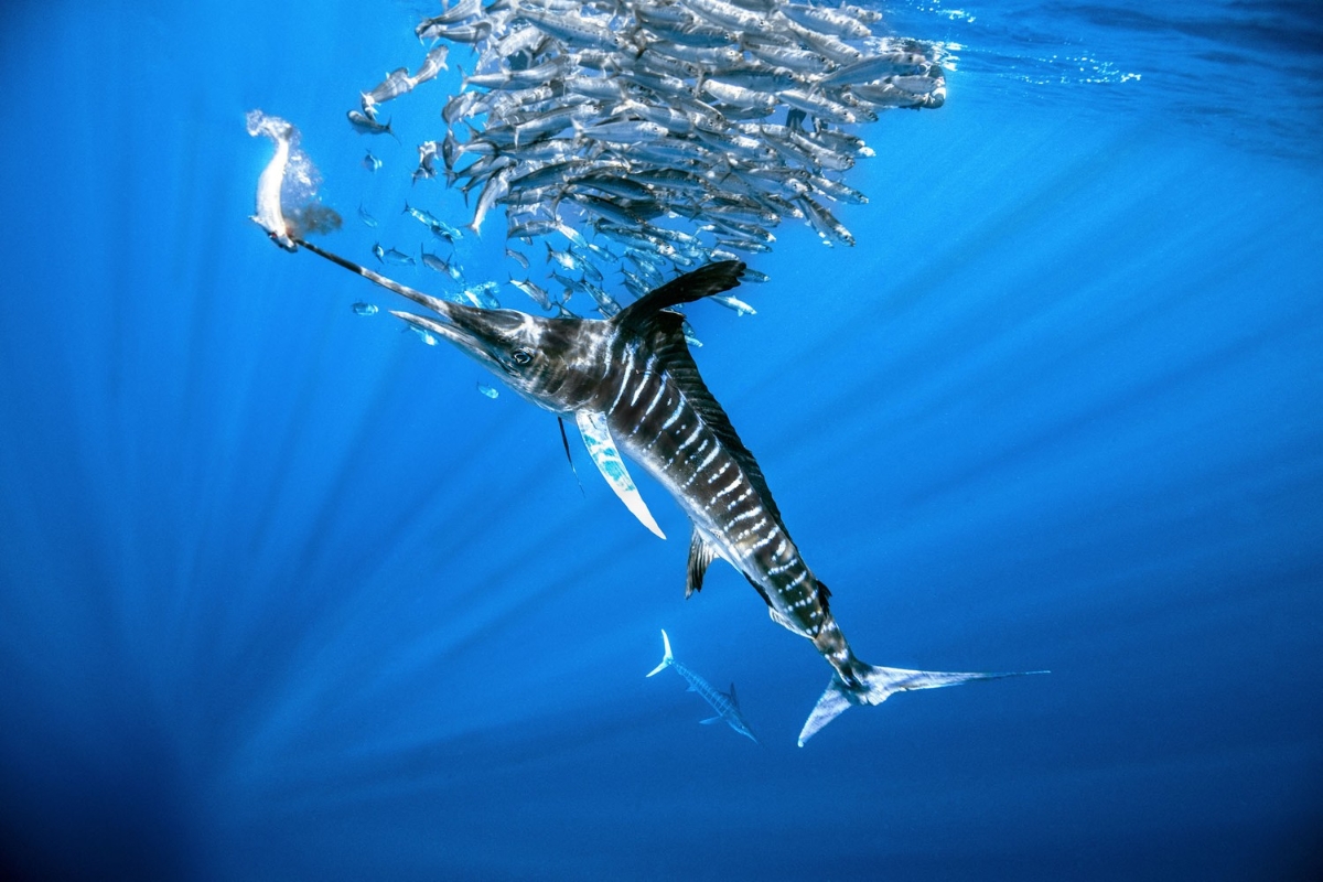 Săn bắn: Cảnh chụp được ghi lại là hành động của một con marlin sọc đang đi săn ở Mexico. Nhiếp ảnh gia Damir Zurub đã đến Puerto San Carlos để chụp ảnh marlin, mobulas và cá voi. Ý tưởng đằng sau bức ảnh là cố gắng tạo lại cảm giác hồi hộp khi chia sẻ đại dương với một kẻ săn mồi đang rình mồi. Bức ảnh khá khó chụp khi xét đến chuyển động liên tục của đàn cá mồi và cá marlin, đòi hỏi sự điều chỉnh liên tục giữa mặt nước. © Damir Zurub / UPY2022