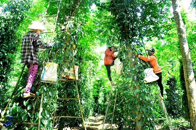 Ảnh hưởng bởi dịch Covid-19 nên tình trạng thiếu lao động hái tiêu đang xảy ra.