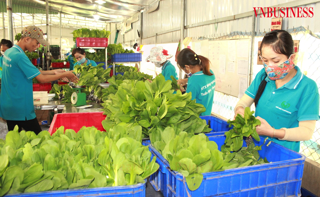 Các HTX nông nghiệp đang trông chờ có hành lang pháp lý linh hoạt cao hơn nhằm giúp họ phát triển mạnh trong thời gian tới.