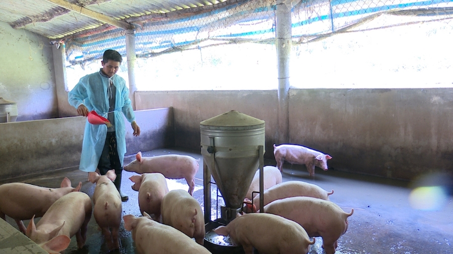 Ai sẽ là người hưởng lợi khi giá thức ăn chăn nuôi tăng?