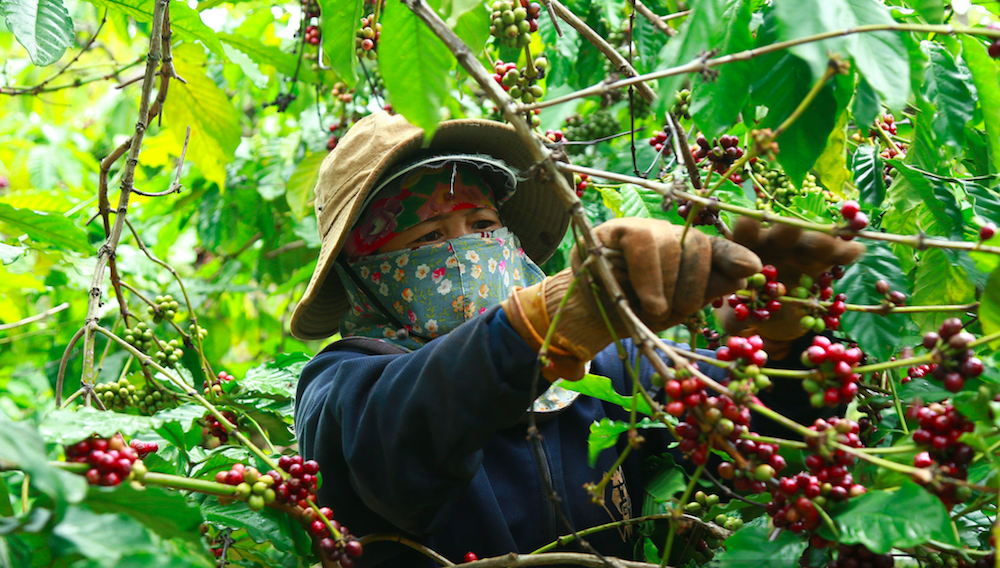 Dự báo giá xuất khẩu cà phê tăng mạnh trong năm 2022, nông dân và doanh nghiệp sẽ được hưởng lợi.