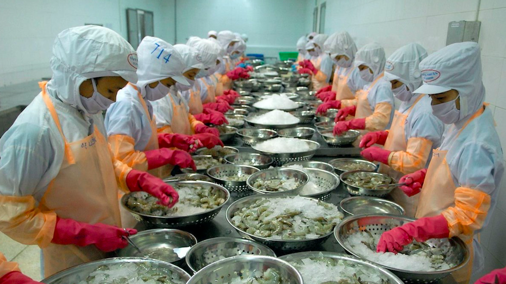 Sản phẩm tôm xuất khẩu của Việt Nam ngày càng chịu sự cạnh tranh gay gắt từ các nước sản xuất lớn như Ecuador và Ấn Độ.