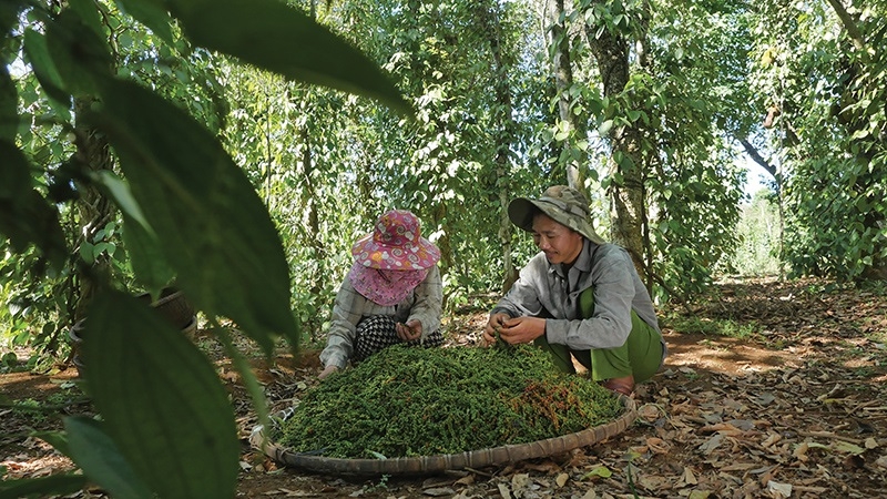 Giá tiêu hôm nay cao nhất ở mức 87.000 đồng/kg.