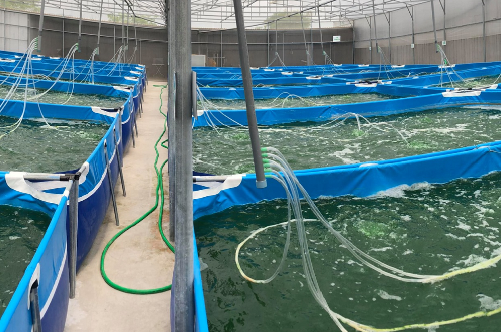 Khu vực nuôi tảo xoắn công nghệ cao của HTX Tảo Việt.