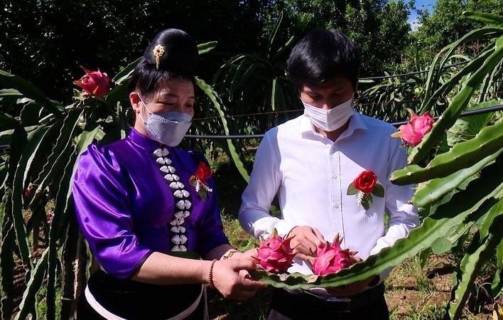 Sơn La là một trong những địa phương tìm được đầu ra thuận lợi cho quả thanh long và nhiều nông sản khác nhờ đa dạng thị trường đầu ra.