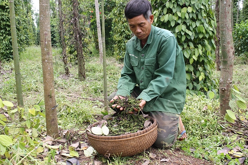 Giá tiêu hôm nay được thu mua trong khoảng 81.500 - 85.000 đồng/kg.