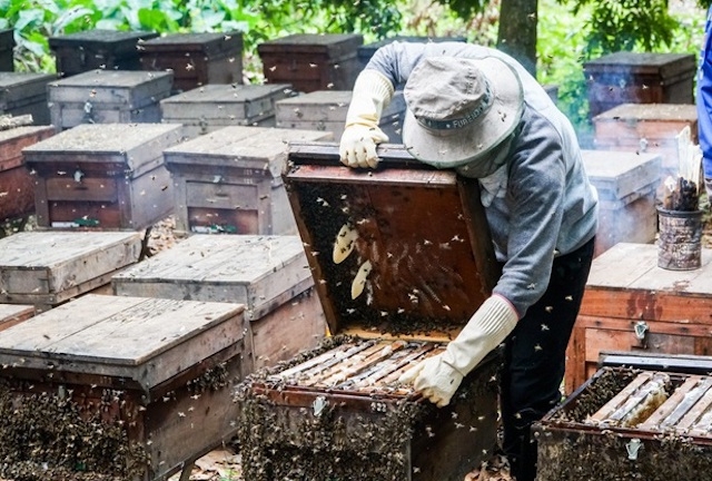 Hiện cả nước có trên 1,7 triệu đàn ong với 3,5 vạn người nuôi ong và có khoảng 30 doanh nghiệp xuất khẩu mật ong vào Hoa Kỳ, tập trung chủ yếu ở khu vực Tây Nguyên và Nam Bộ.