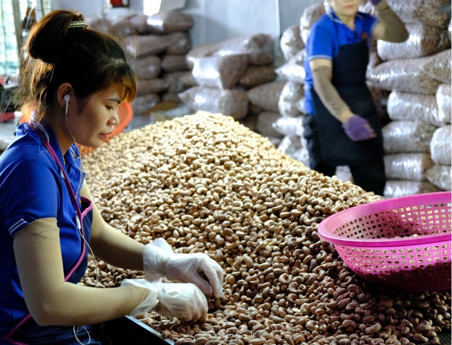 Dù có nhiều cải tiến nhưng chế biến điều vẫn bị đánh giá ở mức thô sơ.