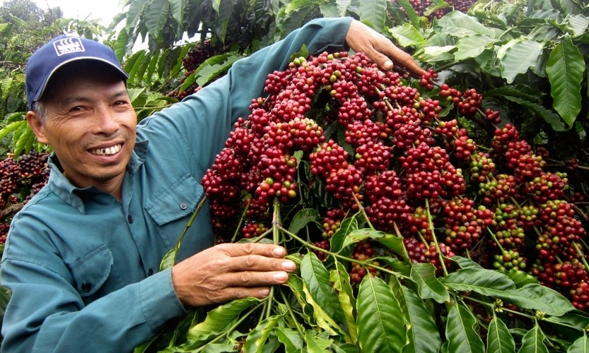 Giá cà phê hôm nay trong khoảng 38.900 - 39.600 đồng/kg.