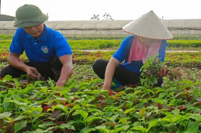 Việc ký kết hợp tác với các doanh nghiệp giúp các HTX mở rộng đầu ra cho tiêu thụ rau củ quả; hạn chế tối đa tình trạng được mùa mất giá, hoặc bị tư thương ép giá khi thị trường biến động (Ảnh: TL)