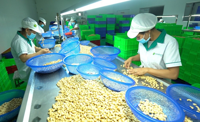 Các chuyên gia cảnh báo việc xuất khẩu điều theo hình thức thanh toán D/P gặp nhiều rủi ro.