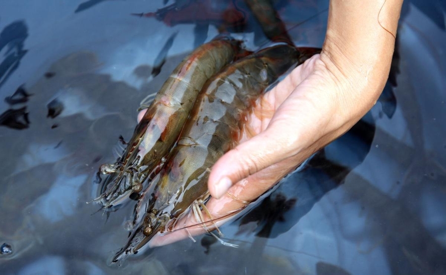 Ngành tôm Việt Nam phụ thuộc phần lớn vào tôm bố mẹ nhập khẩu.