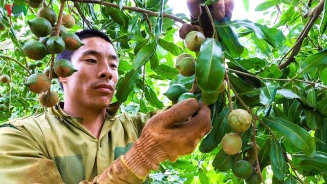 Các HTX và tổ hợp tác đóng vai trò quan trọng trong thực hiện mục tiêu tổng diện tích mắc ca cả nước đạt từ 130.000 - 150.000ha vào năm 2030 (Ảnh: TL)