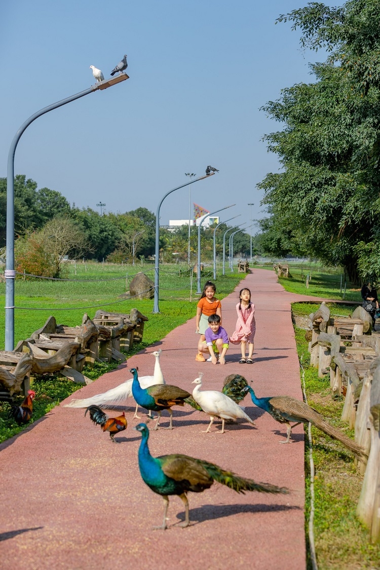 Đàn công Ecopark có khoảng gần 20 cá thể, gồm các chú công xanh và công trắng. Chim công là loài chim có bộ lông đẹp nhất trong tất cả các loài chim và được xếp là 1 trong 10 loài chim đẹp nhất hành tinh. Tại Việt Nam chim công là loài chim quý hiếm có tên trong sách đỏ Việt Nam.