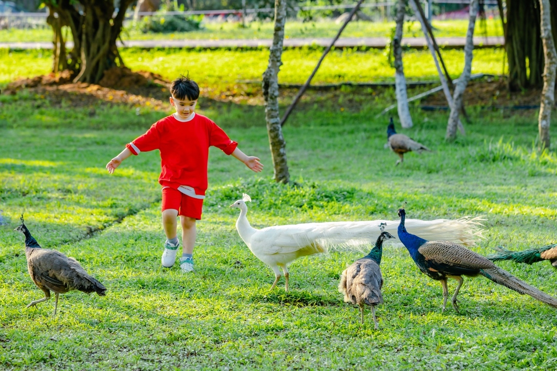 Các em nhỏ và khách du lịch đến Ecopark rất thích thú khi được chơi đùa, ngắm những chú chim công kiếm ăn, chạy nhảy và xoè đuôi nhảy múa.