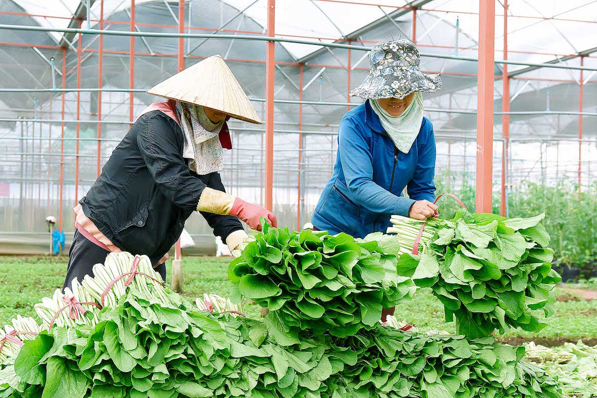 Để phát triển theo hướng hàng hóa, các HTX đều có nhu cầu mở rộng diện tích sản xuất hoặc đầu tư xây dựng cơ sở chế biến, nhà xưởng.