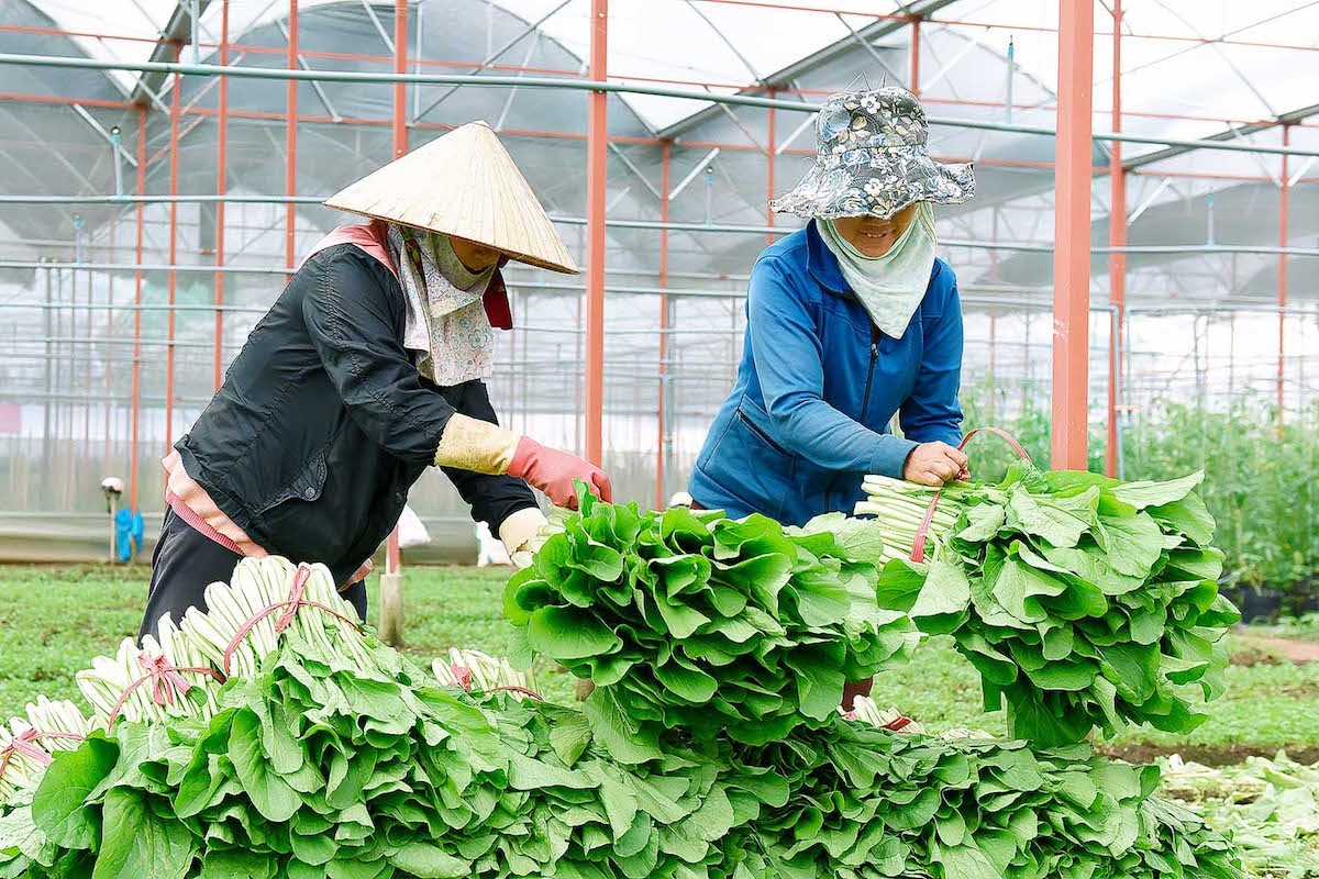 Để phát triển theo hướng hàng hóa, các HTX đều có nhu cầu mở rộng diện tích sản xuất hoặc đầu tư xây dựng cơ sở chế biến, nhà xưởng.