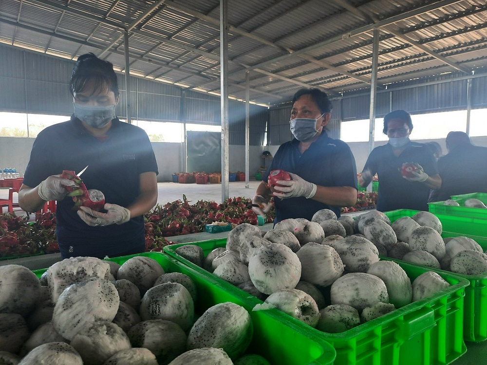 Sơ chế, chế biến tại chỗ giúp quả thanh long thêm ngọt.