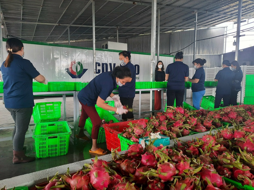 Mối liên kết trong thu mua là cần thiết để hình thành chuỗi thanh long bền vững.