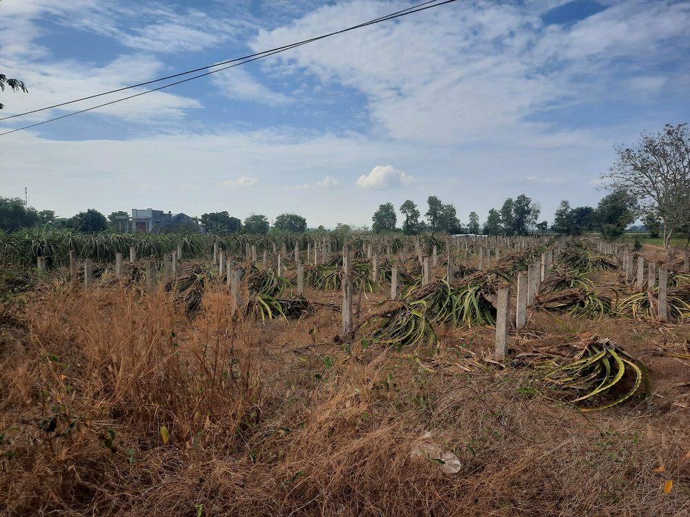 Khó khăn trong tiêu thụ nên không ít hộ dân chặt thanh long, bán đất.