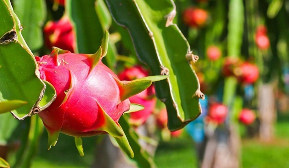 Sản xuất sạch là điều kiện tiên quyết giúp nông sản giải bài toán được mùa mất giá.