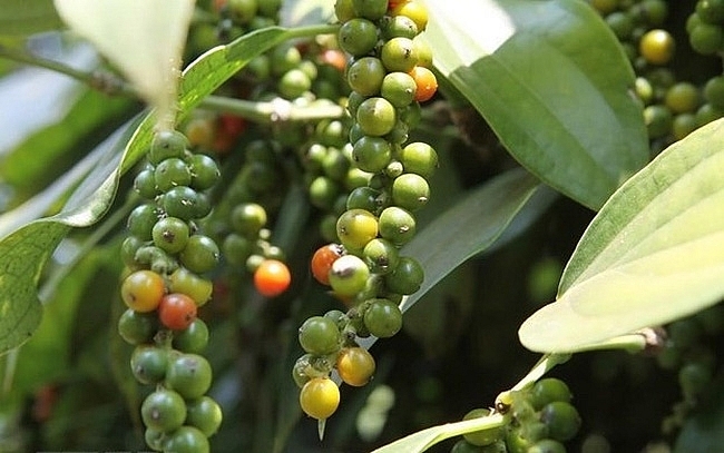 Giá tiêu dược dự báo sẽ tiếp tục giảm trong ngắn hạn.