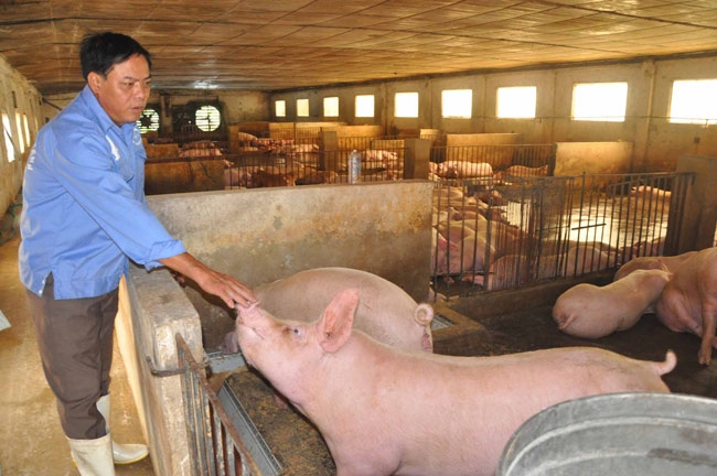 Giá lợn hơi dao động trong khoảng 52.000-57.000 đồng/kg.