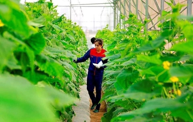 Chị Yến mạnh dạn áp dụng công nghệ 4.0 vào khu nhà lưới.