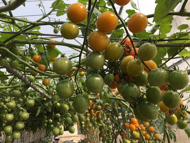 Sản phẩm được trồng theo phương pháp hữu cơ.