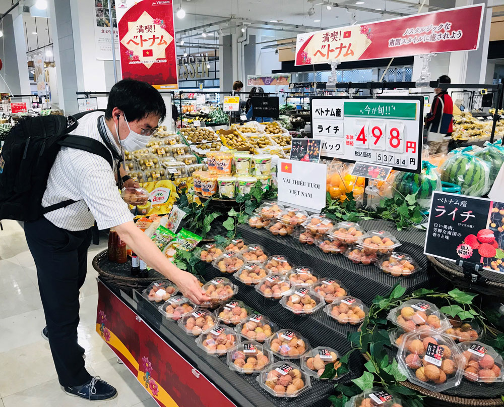 Vải thiều là một trong những nông sản của Việt Nam trải qua nhiều quy trình khắt khe để đến được với thị trường Nhật Bản.