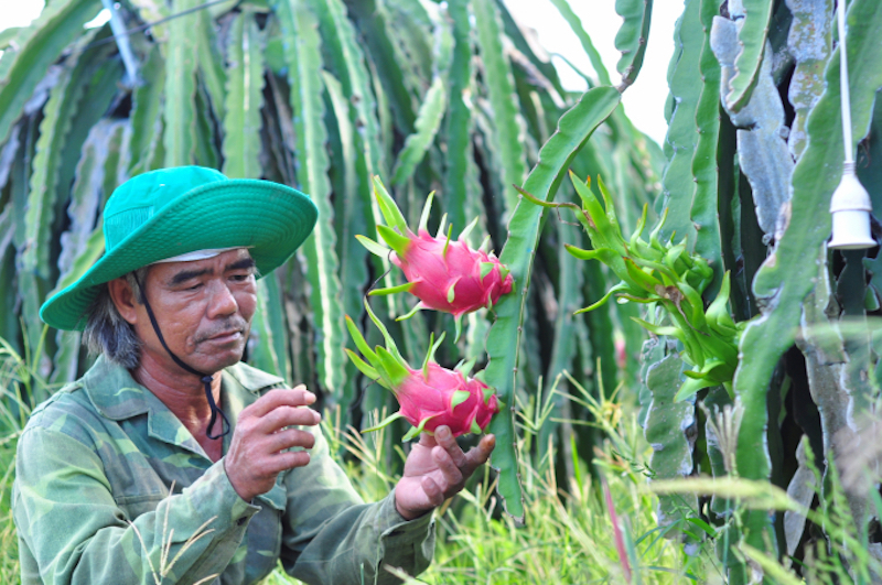 Xuất khẩu trái thanh long phụ thuộc hơn 90% vào thị trường Trung Quốc, chủ yếu qua con đường tiểu ngạch.