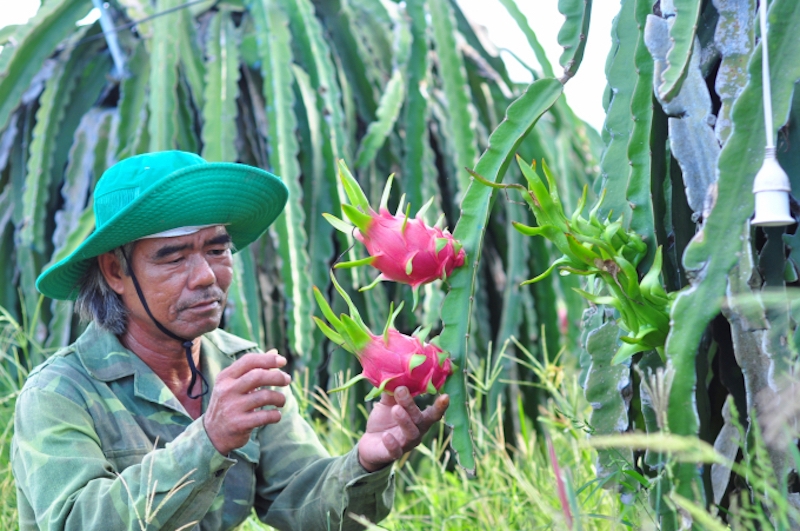 Xuất khẩu trái thanh long phụ thuộc hơn 90% vào thị trường Trung Quốc, chủ yếu qua con đường tiểu ngạch.