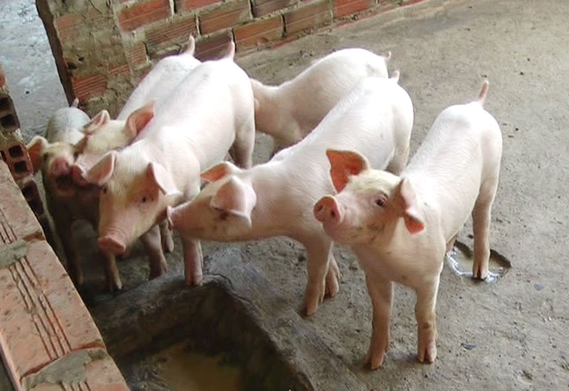 Giá lợn hơi tăng rải rác ở một số tỉnh thành.