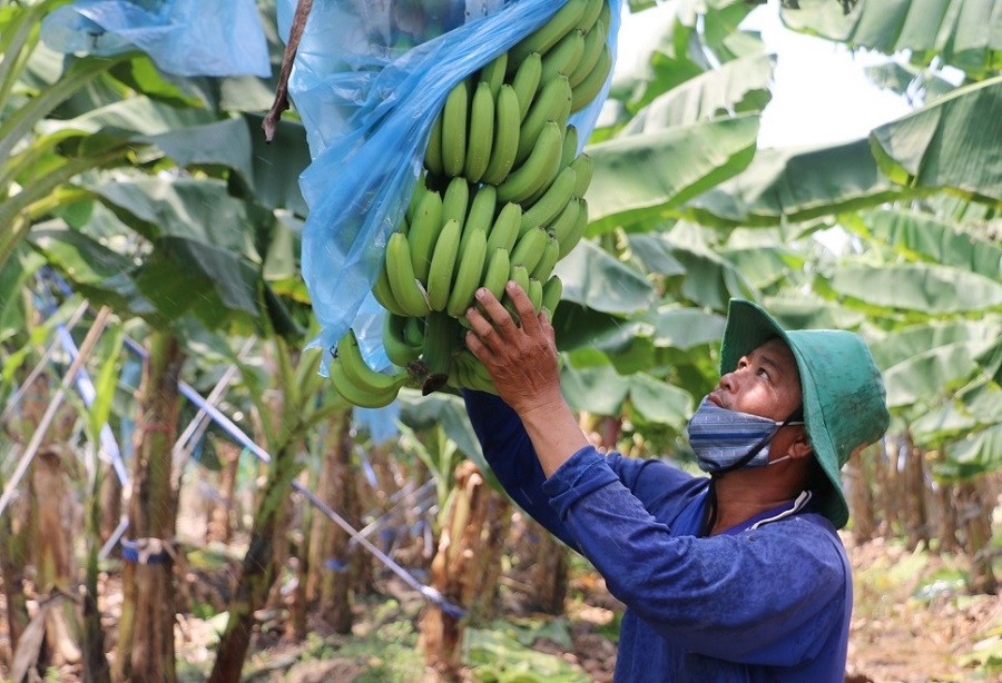 Vay vốn ưu đãi là mong muốn của nhiều HTX nhằm phục hồi sản xuất, kinh doanh.