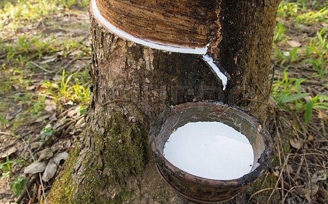 Xuất khẩu cao su trong tháng 3 tăng gần 30% so với cùng kỳ năm ngoái.