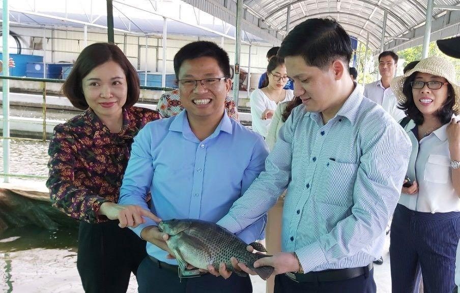 HTX Thủy sản Xuyên Việt đem cá rô phi xuất khẩu tới Mỹ, EU.