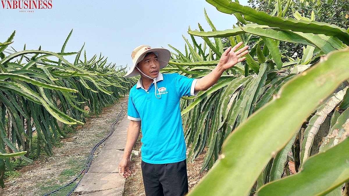 Anh Nguyễn Văn Trường, giám đốc HTX Nông nghiệp hữu cơ Trực Trang giới thiệu về phương pháp chăm sóc thanh long cho sản lượng và chất lượng quả ngon với phóng viên.