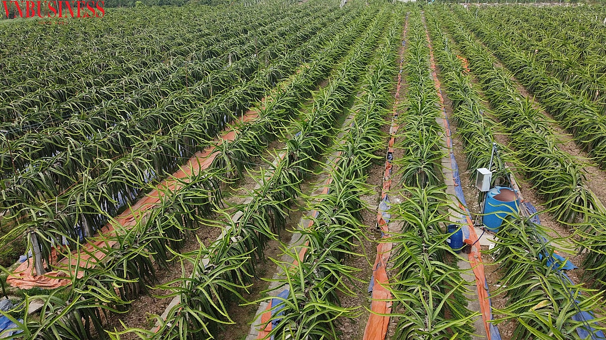 Cánh đồng trồng thanh long của thành viên Vũ Văn Thùy sử dụng 100% phân bón hữu cơ.