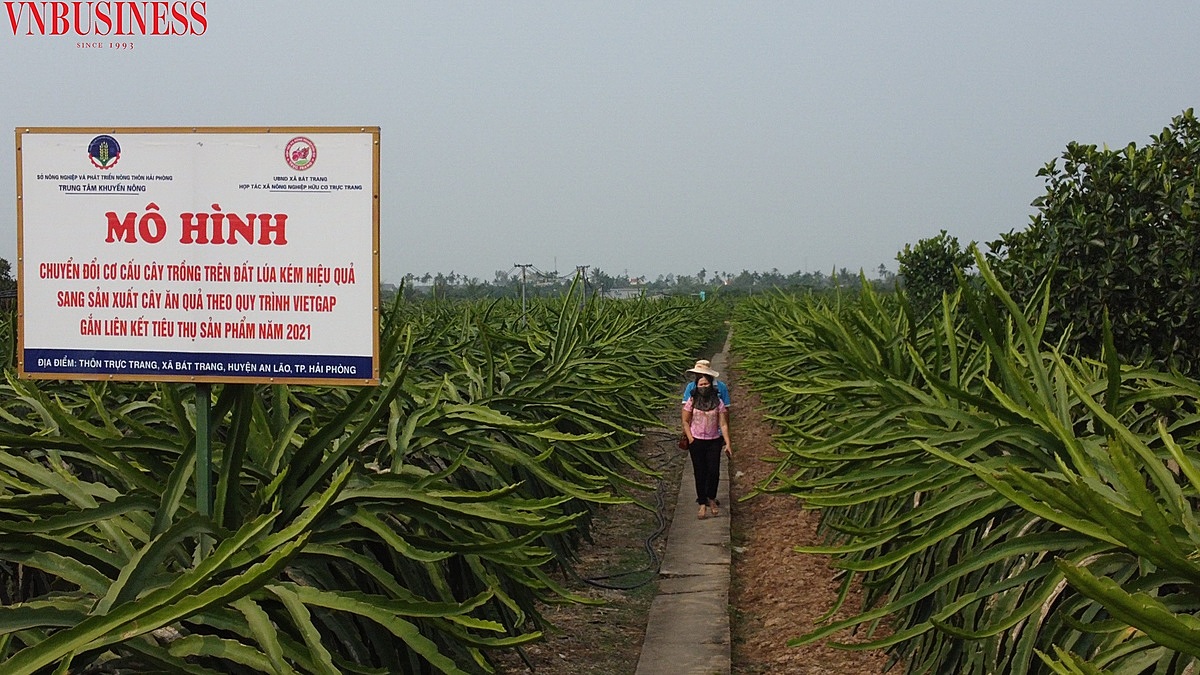 Hiện nay, thanh long đang chuẩn bị bước vào giai đoạn ra hoa, kết trái.