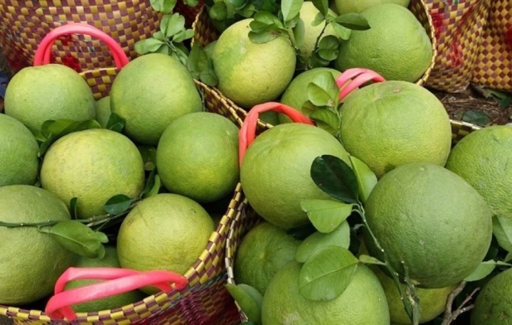 Trái bưởi được kỳ vọng là loại trái cây thứ 7 của Việt Nam được xuất khẩu sang thị trường Mỹ.