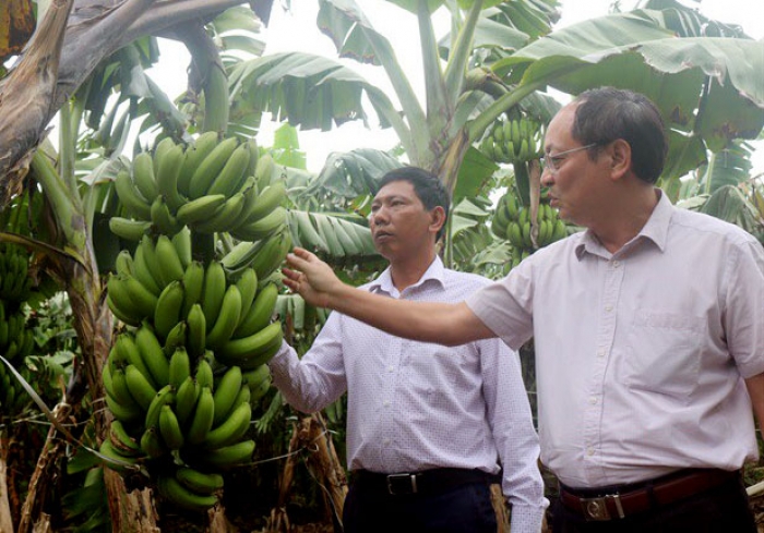 Mô hình liên kết trồng chuối của HTX Thượng Nông với doanh nghiệp được đánh giá là một trong những chuỗi giá trị bền vững trên địa bàn tỉnh Phú Thọ.