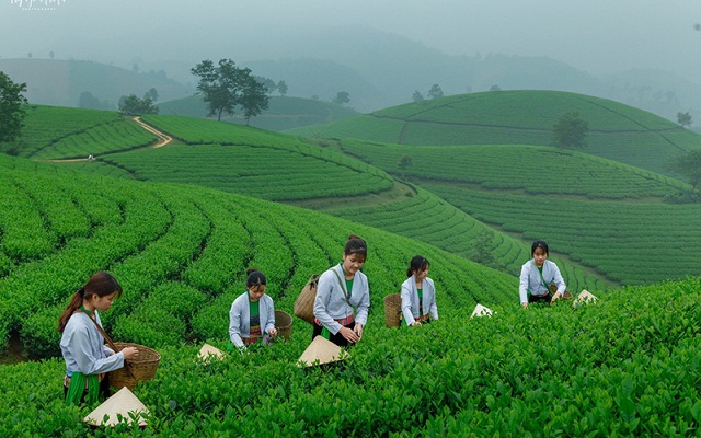 Sản xuất sạch hơn, tiết kiệm năng lượng sẽ giúp các HTX giảm thiểu các tổn thất nguyên vật liệu và sản phẩm, nâng cao năng lực cạnh tranh.