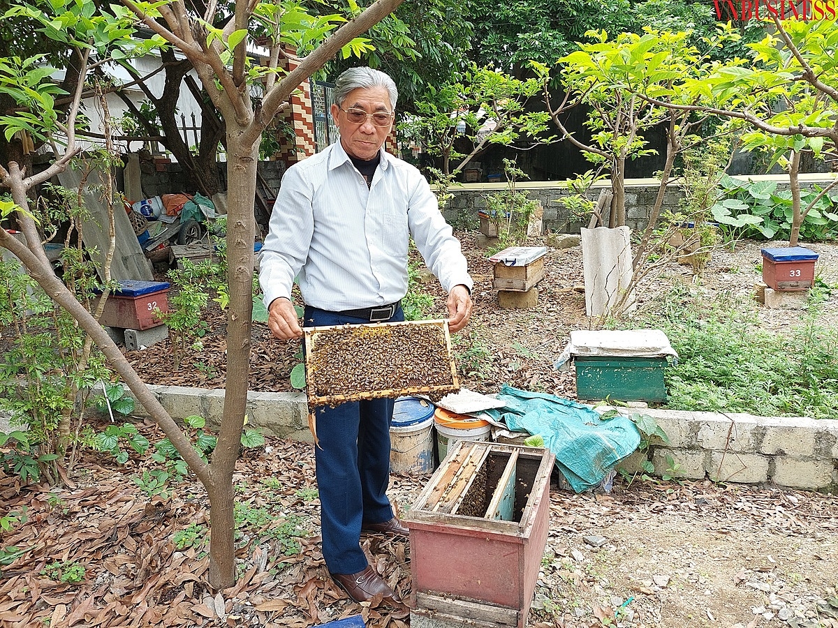 Hơn 100 tổ ong nhà ông Bùi Xuân Lộc vừa được di trú từ Hải Dương về.
